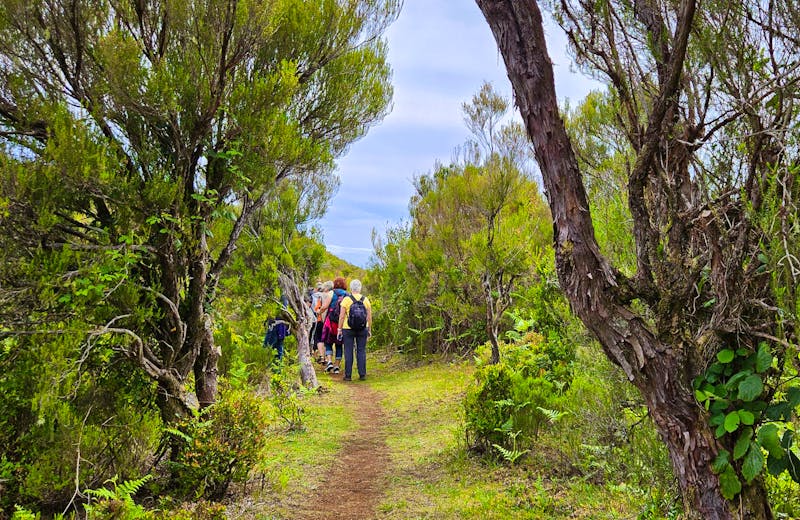 Wanderung in Fanal - ©Ria Heilmann - Eberhardt TRAVEL