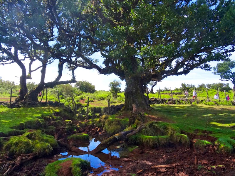  Wanderung im Lorbeerwald Fanal auf Madeira - ©Hans-Joachim Trutz - Eberhardt TRAVEL