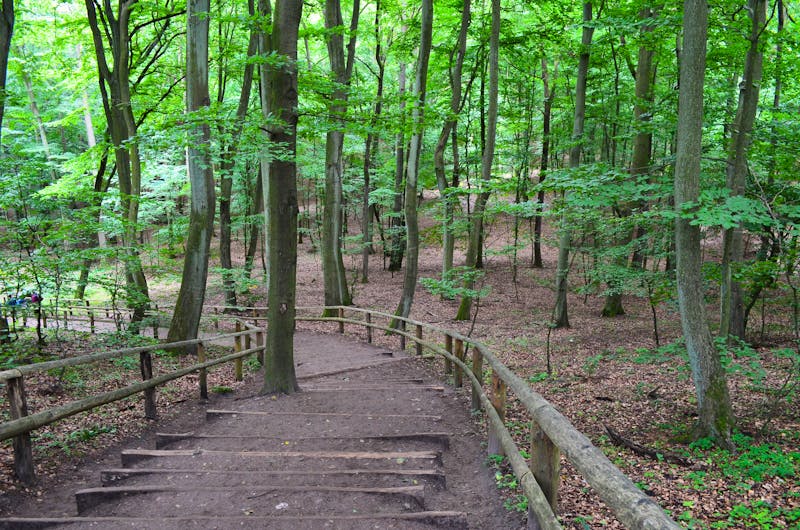 Wolin Nationalpark - WPN  - ©Pictofotius - stock.adobe.com