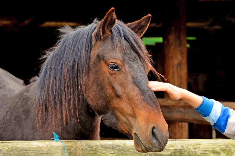 Pferd in Smaland - ©snowyns - stock.adobe.com