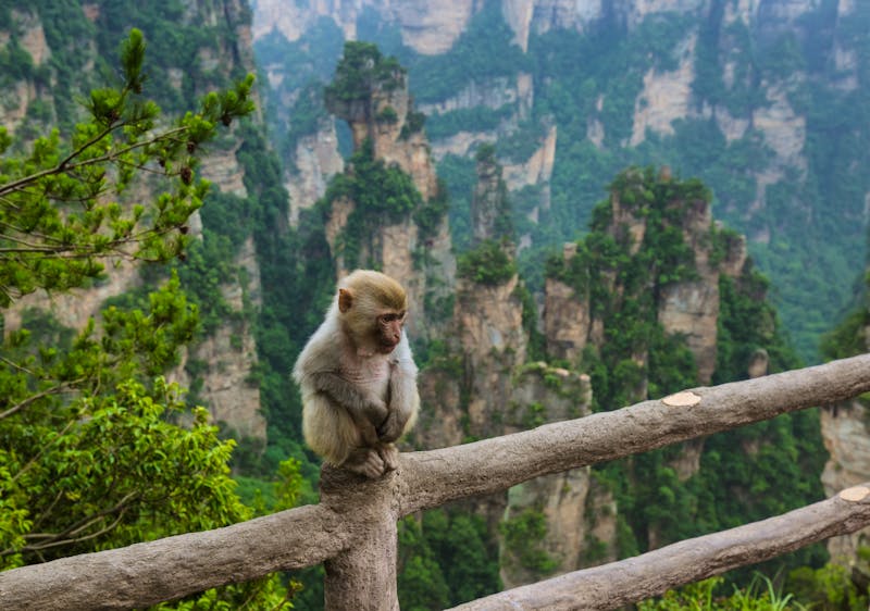Affe im Tian Zhi Shan Gerbirge im Zhangjiajie National Park - ©Nikolai Sorokin - stock.adobe.com