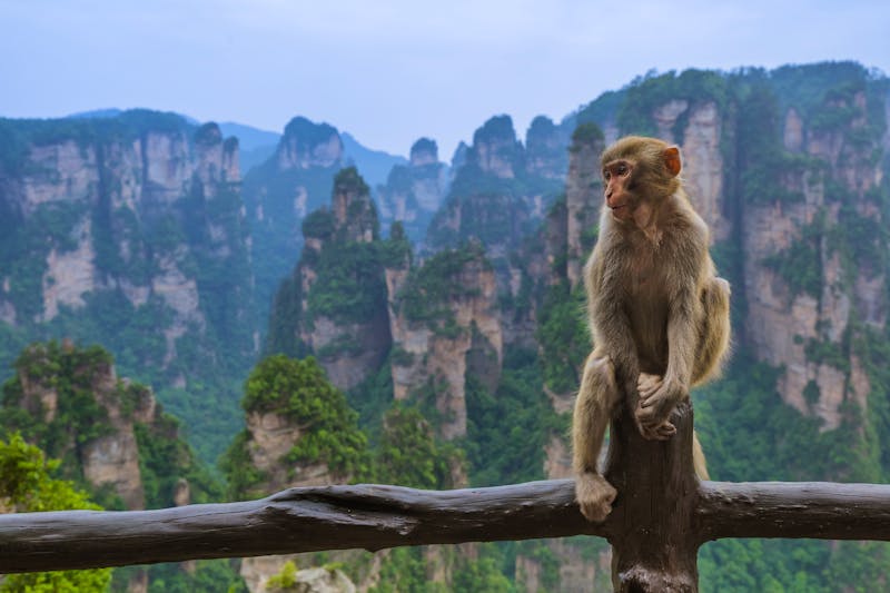 Affe im Tian Zhi Shan Gerbirge im Zhangjiajie National Park - ©Nikolai Sorokin - stock.adobe.com
