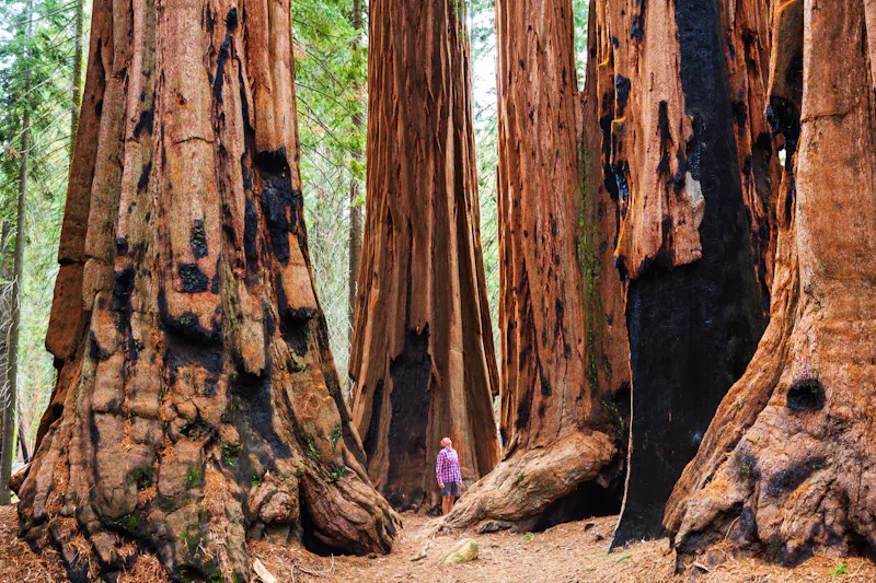 Riesenmammutbäume im Sequoia Nationalpark  - &copy;Galyna Andrushko - stock.adobe.com