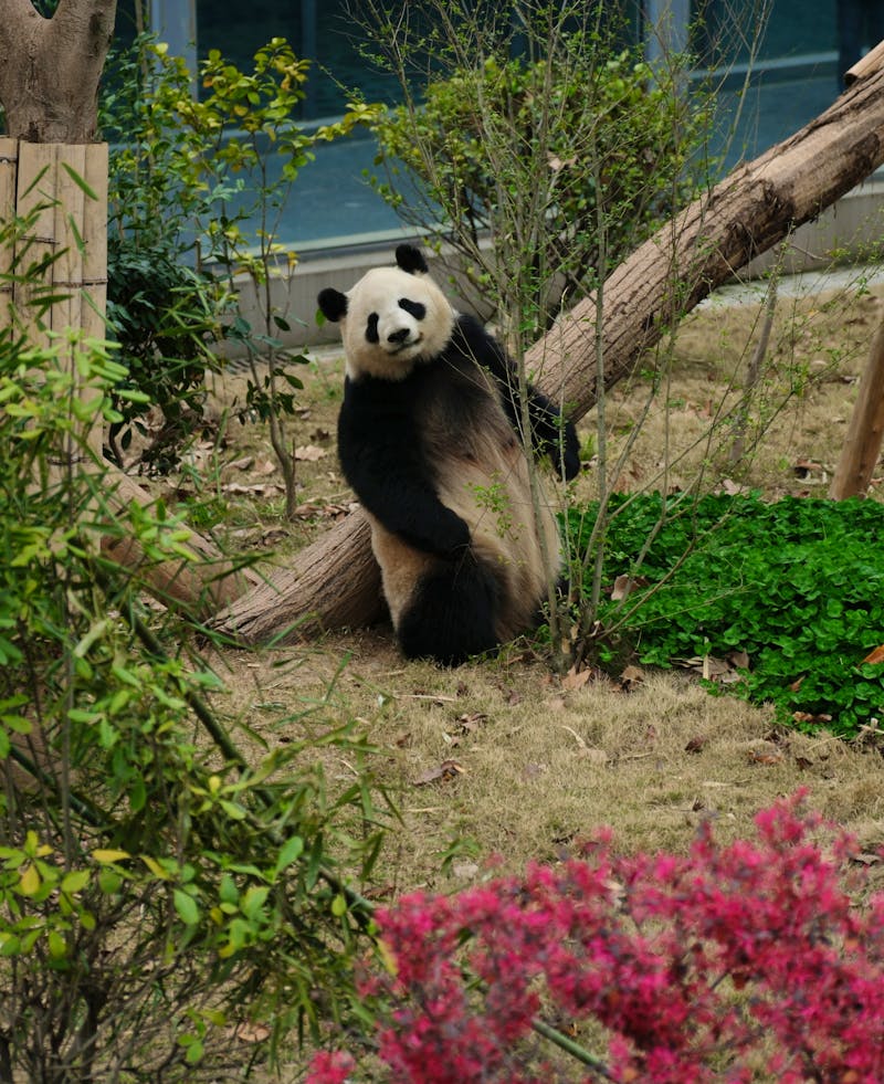 Chengdu Research Base of Giant Panda Breeding, China - ©Sten Bernhardt - Eberhardt TRAVEL
