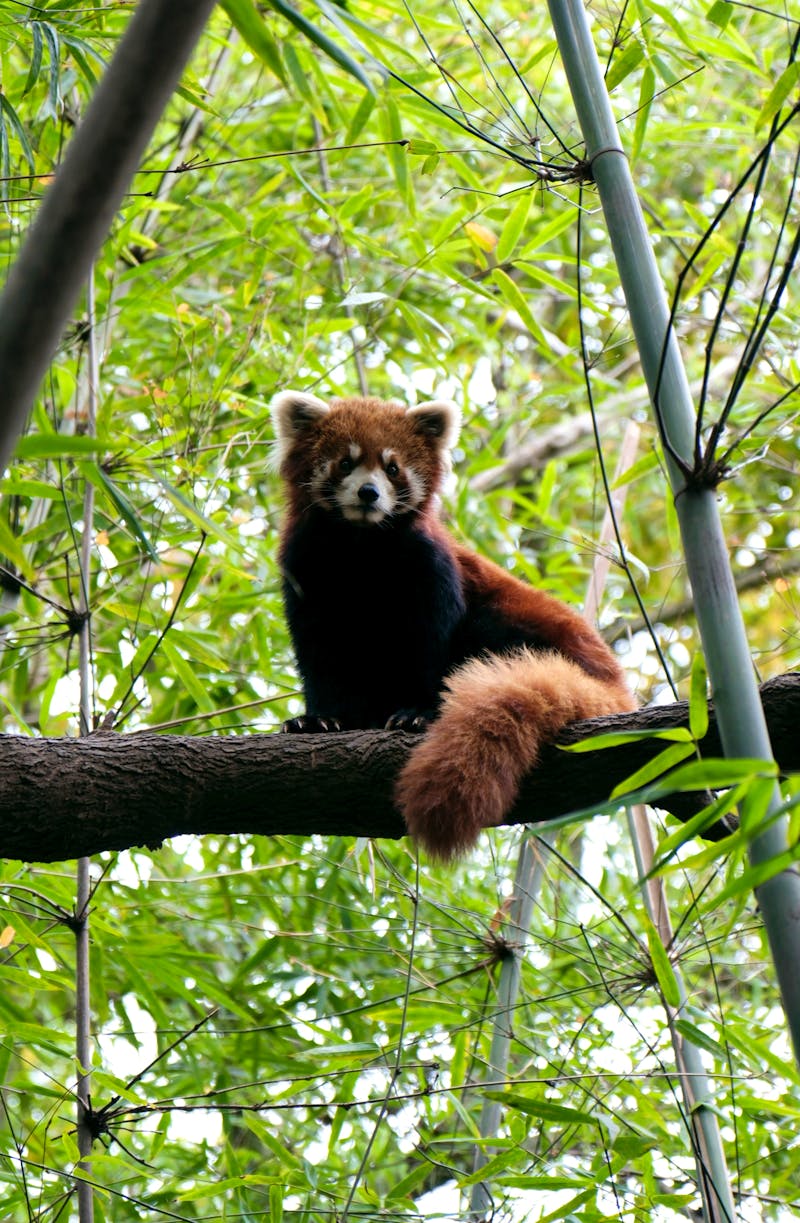 Rote Pandas in der Chengdu Research Base of Giant Panda Breeding, China - ©Sten Bernhardt - Eberhardt TRAVEL