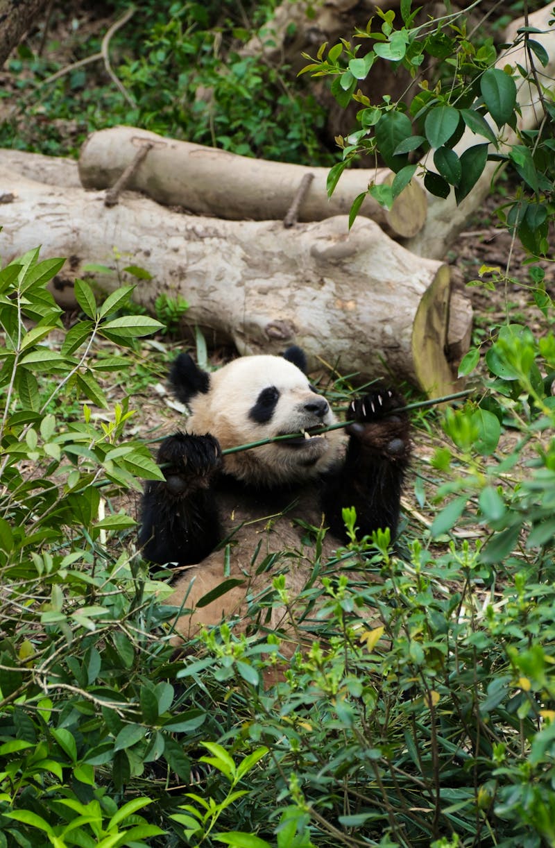 Chengdu Research Base of Giant Panda Breeding, China - ©Sten Bernhardt - Eberhardt TRAVEL