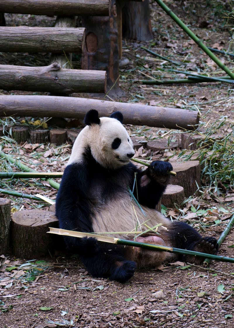 Chengdu Research Base of Giant Panda Breeding, China - ©Sten Bernhardt - Eberhardt TRAVEL