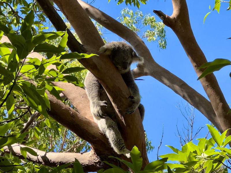 Tarona Zoo in Sydney – Koala im Zoo - &copy;Andreas Wolfsteller - Eberhardt TRAVEL