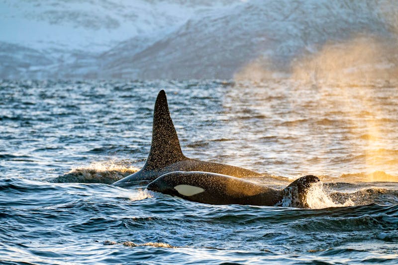 Orca Mutter mit Jungem in Norwegen - ©Tino Neitz - stock.adobe.com