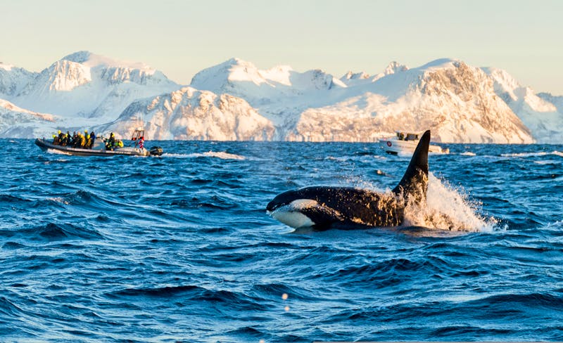 Orca - Walbeobachtung im winterlichen Norwegen - ©Tobias - stock.adobe.com
