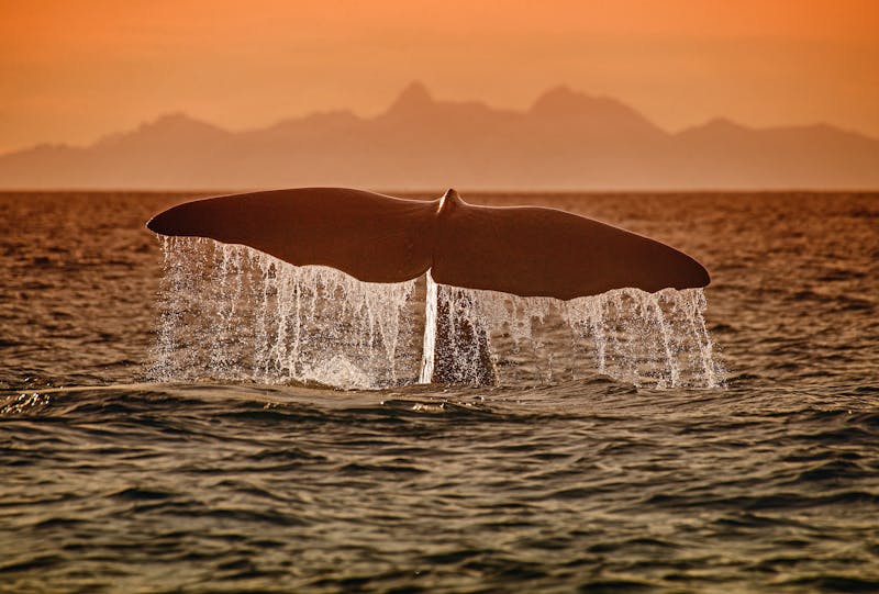 Walbeobachtung vor der Insel Senja - ©leimi - stock.adobe.com