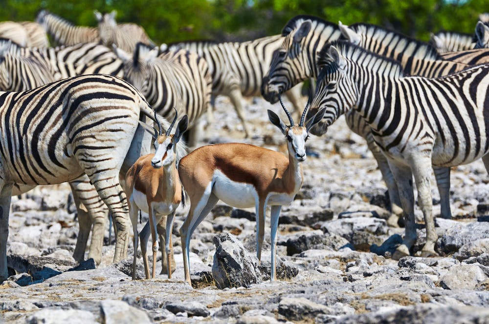 Zebras und Springböcke im Etosha-Nationalpark in Namibia &ndash; &copy; lucaar - stock.adobe.com