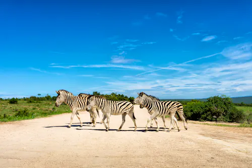 Zebras im Addo-Nationalpark &ndash; &copy; Tim - stock.adobe.com