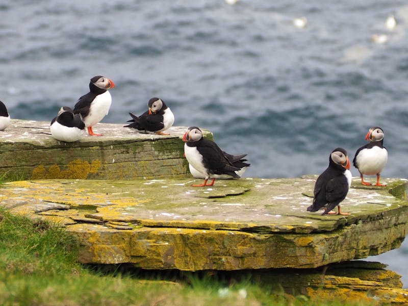Papageientaucher auf der Shetland-Insel Noss  - ©Sinah Witzig - Eberhardt TRAVEL