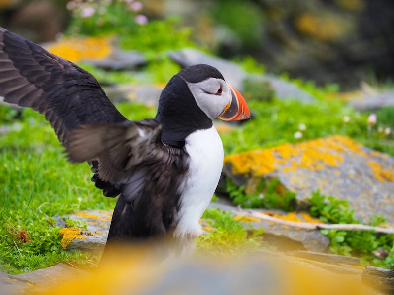 Papageientaucher auf der Shetland-Insel Noss  - ©Sinah Witzig - Eberhardt TRAVEL