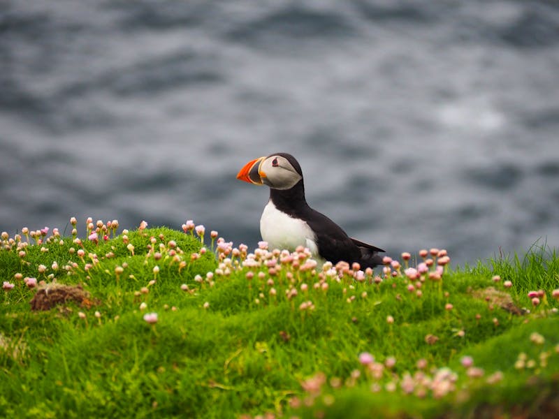 Papageientaucher auf der Shetland-Insel Noss  - ©Sinah Witzig - Eberhardt TRAVEL