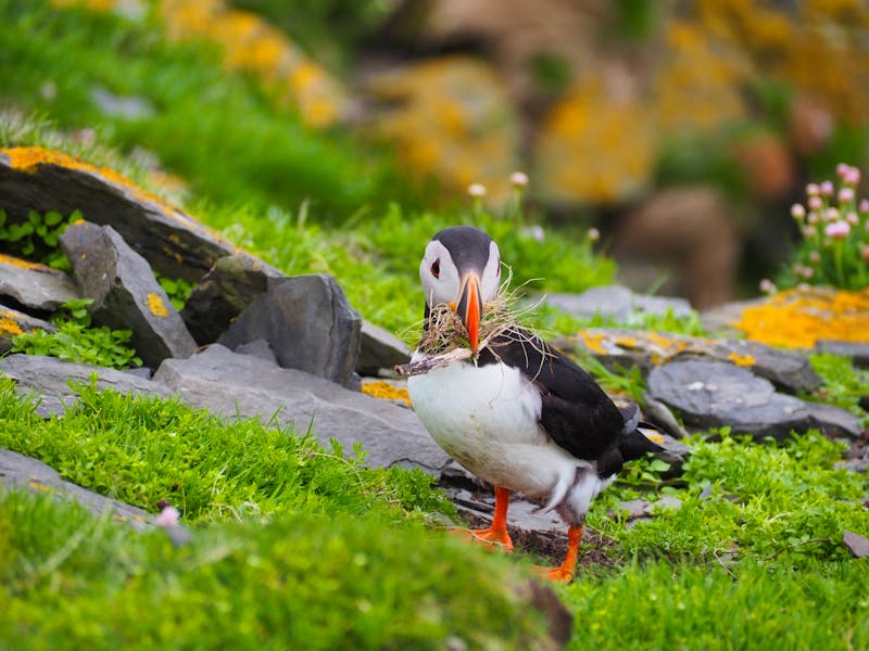 Papageientaucher auf der Shetland-Insel Noss  - ©Sinah Witzig - Eberhardt TRAVEL