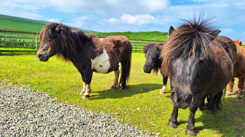 Shetland-Ponys - ©Sinah Witzig - Eberhardt TRAVEL