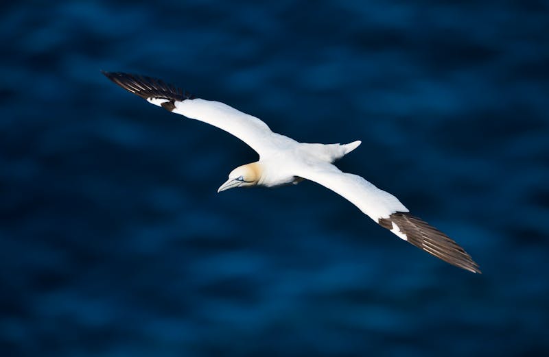 Basstölpel vor der Shetland-Insel Noss - ©giedriius - stock.adobe.com