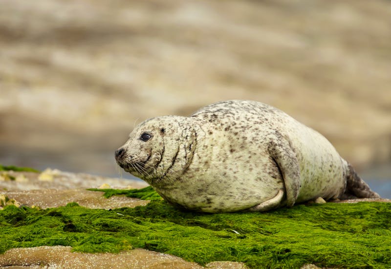 Seehund auf der Shetland-Insel Noss - ©giedriius - stock.adobe.com