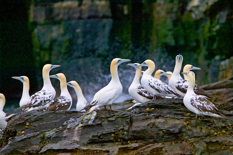 Basstölpel auf der Shetland-Insel Noss - ©Enrique - stock.adobe.com