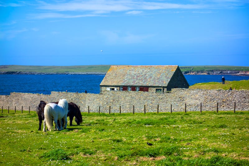 Shetland-Ponys bei Lerwick  - ©Stephan Sühling - stock.adobe.com