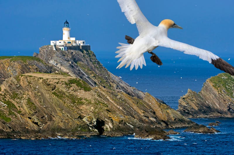 Basstölpel vorm Muckle Flugga Leuchtturm - Shetland-Insel Unst - ©Philippe - stock.adobe.com