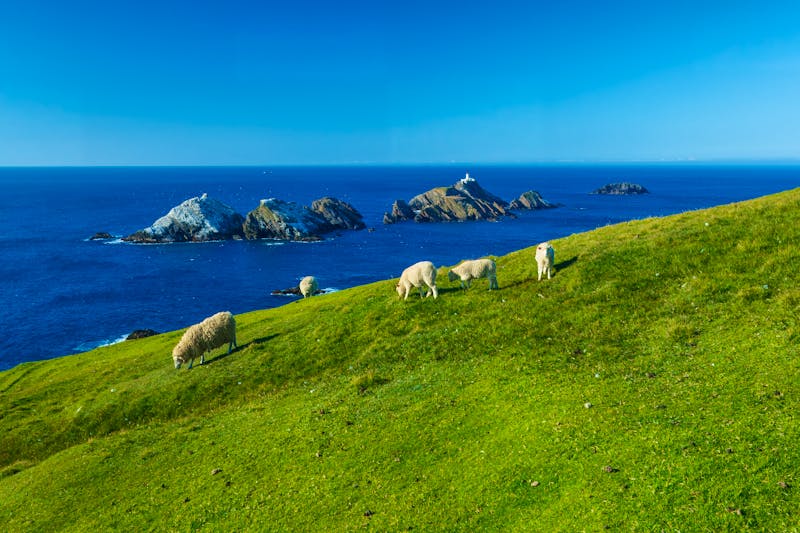 Schafe bei Hermaness auf der Shetland-Insel Unst  - ©Miroslav Srb - stock.adobe.com
