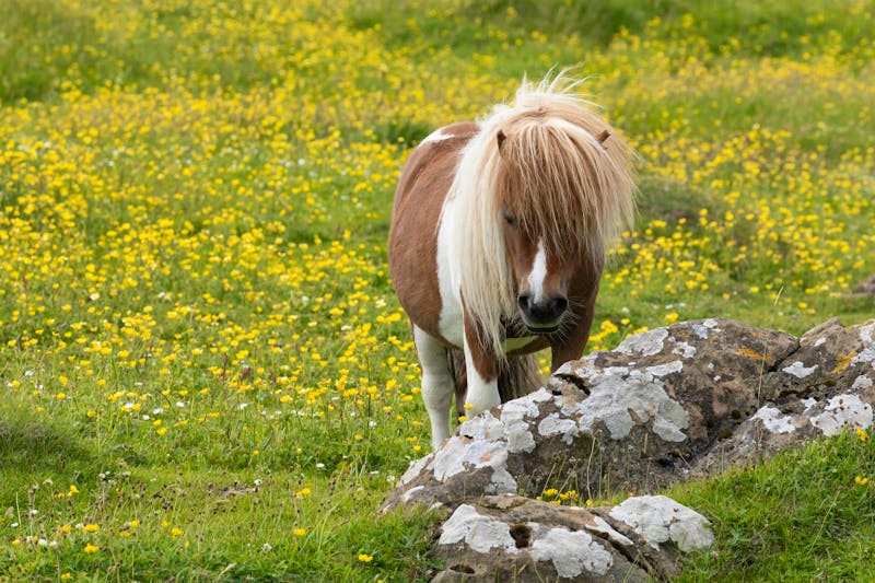 Shetland Pony  - ©Migara - stock.adobe.com