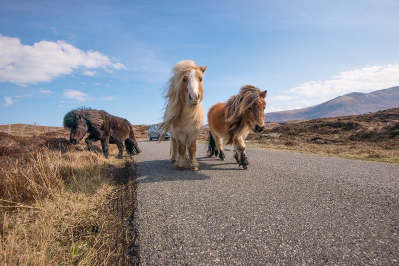 Shetland-Ponys auf der Halbinsel Northmavine - Mainland - ©JTP Photography - stock.adobe.com