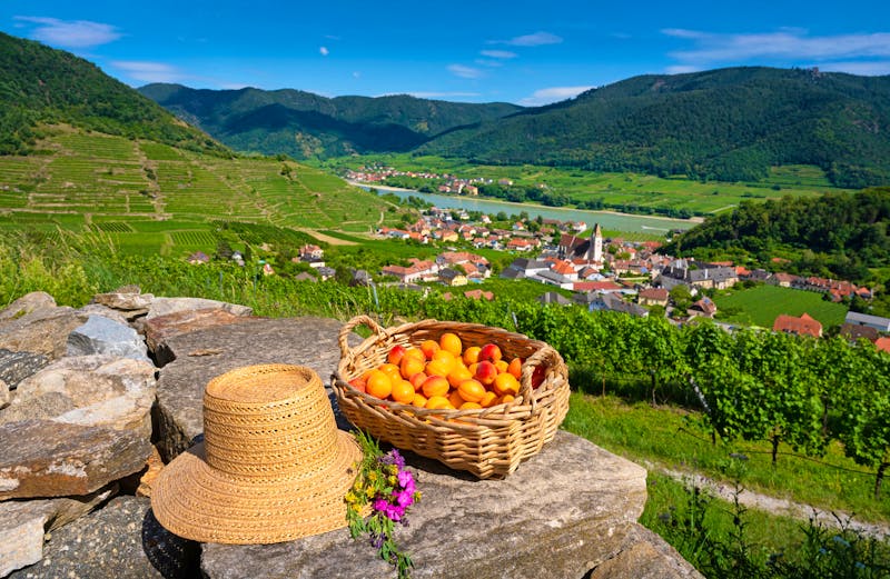 Die Wachau und die Donau - ©fotofrank - stock.adobe.com