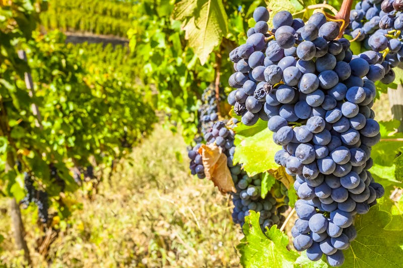 Weinterrassen bei Tain l'Hermitage in Frankreich - ©Unclesam - stock.adobe.com