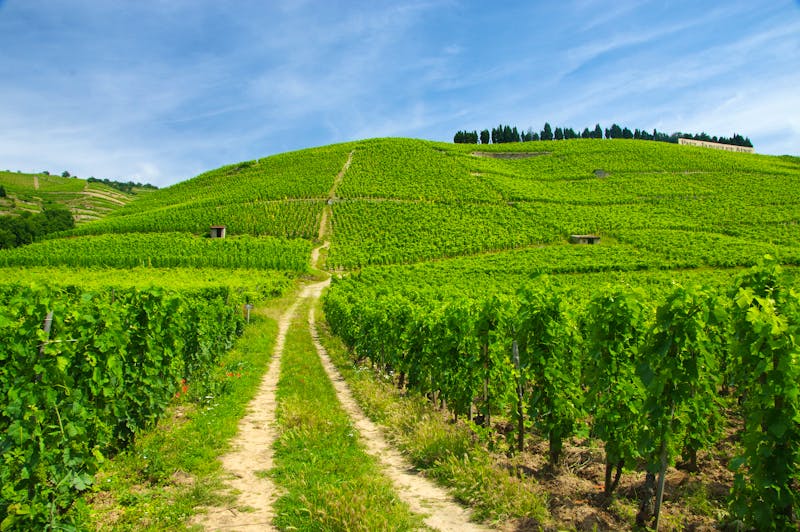 Weinanbau bei Tain l'Hermitage in Frankreich - ©savoieleysse - stock.adobe.com
