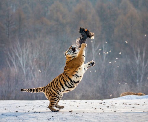 Sibirischer Tiger Park in Harbin, China &ndash; &copy; gudkovandrey - stock.adobe.com
