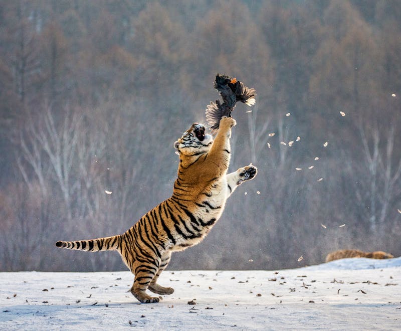Sibirischer Tiger Park in Harbin, China - ©gudkovandrey - stock.adobe.com