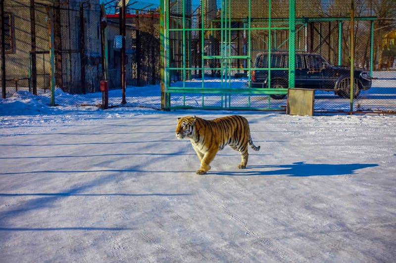 Sibirischer Tiger Park in Harbin, China - ©Fotos 593 - stock.adobe.com