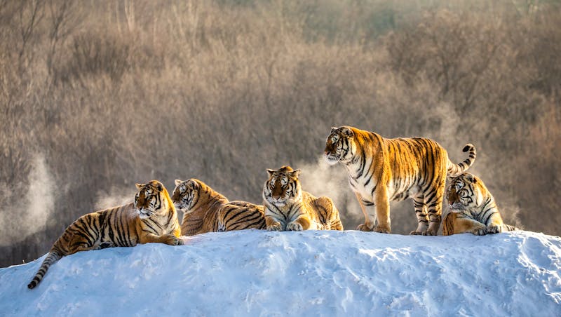 Sibirischer Tiger Park in Harbin, China - ©gudkovandrey - stock.adobe.com