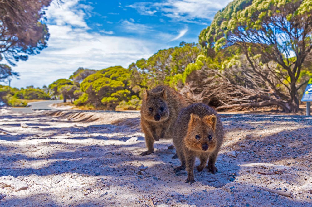 Quokkas auf Rottnest Island bei Perth in Australien &ndash; &copy; dudlajzov - stock.adobe.com