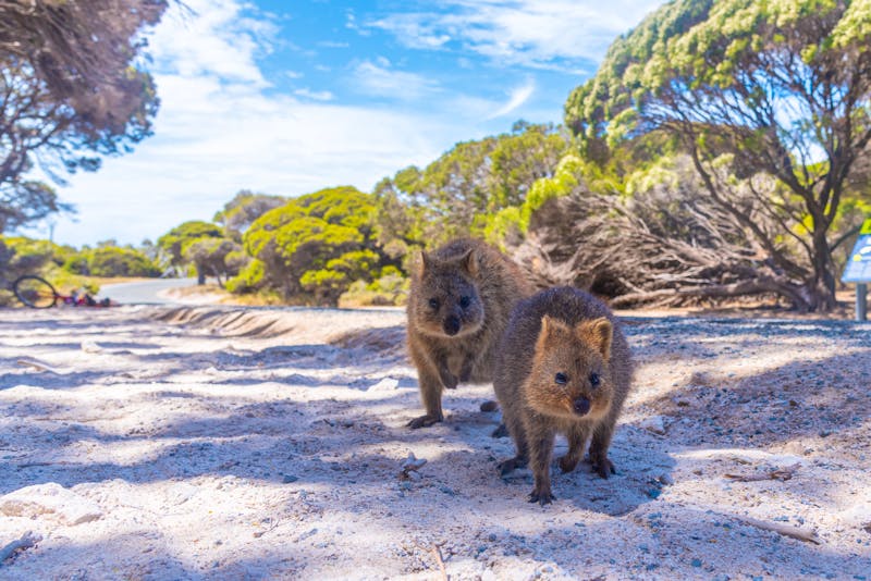Quokka auf der Insel Rottnest Island in der Nähe von Perth - ©dudlajzov - stock.adobe.com