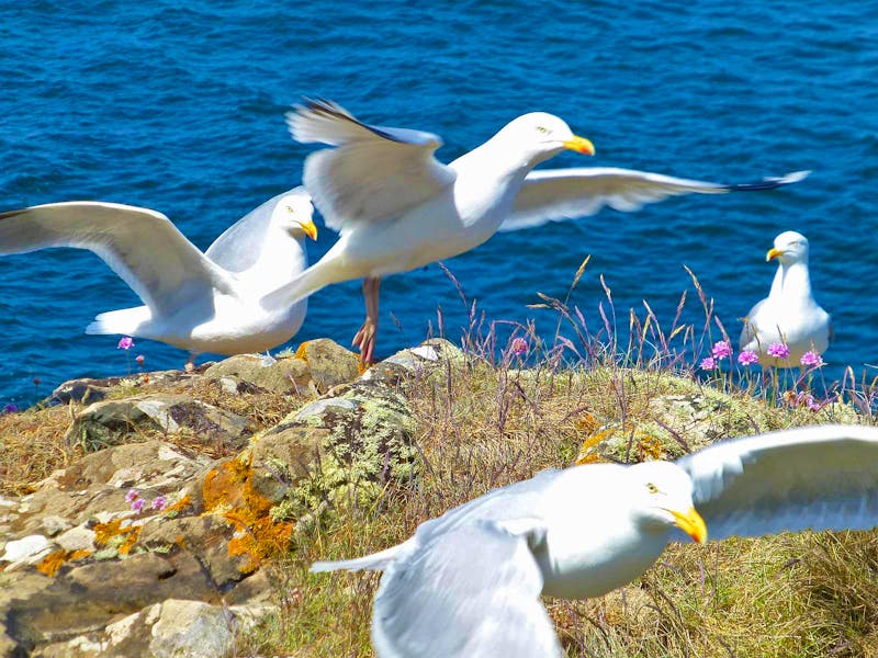 Möwen an der Pembrokeshire Coast in Wales - ©Ralf Kuchenbecker - Eberhardt TRAVEL