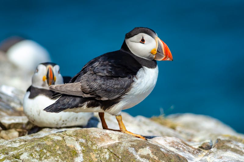 Papageientaucher auf Skomer Island in Wales - ©salparadis - stock.adobe.com