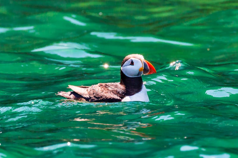 Papageientaucher - ©whitcomberd - stock.adobe.com
