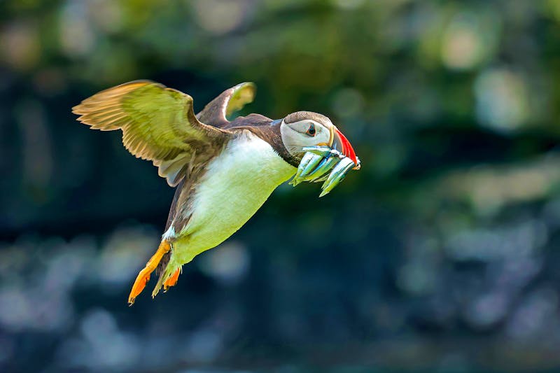 Papageientaucher auf Skomer Island in Wales - ©whitcomberd - stock.adobe.com