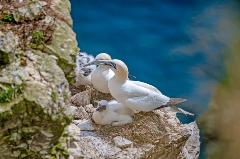 Basstölpel an der walisischen Küste - ©Anders93 - stock.adobe.com