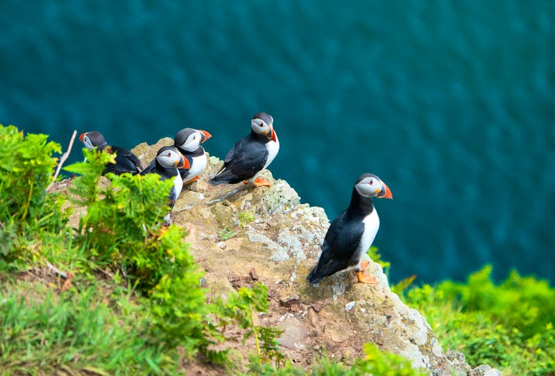 Papageientaucher auf Skomer Island in Wales - Pembrokeshire - ©Klaas - stock.adobe.com