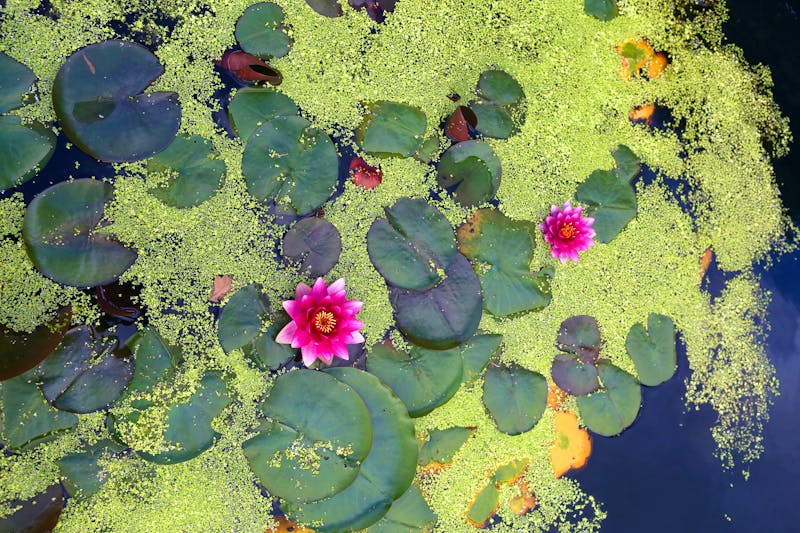 Seerosen im Bodnant Garden in Wales - ©Crown copyright (2016) Visit Wales