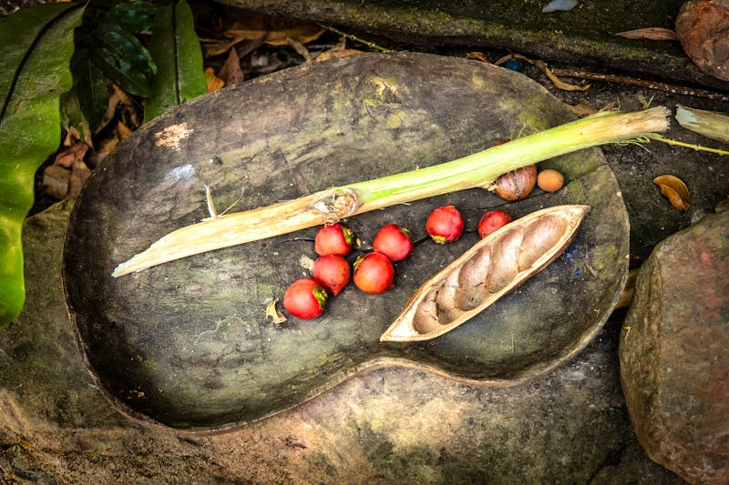 Bush Tucker Tour in Australien - ©Janelle - stock.adobe.com