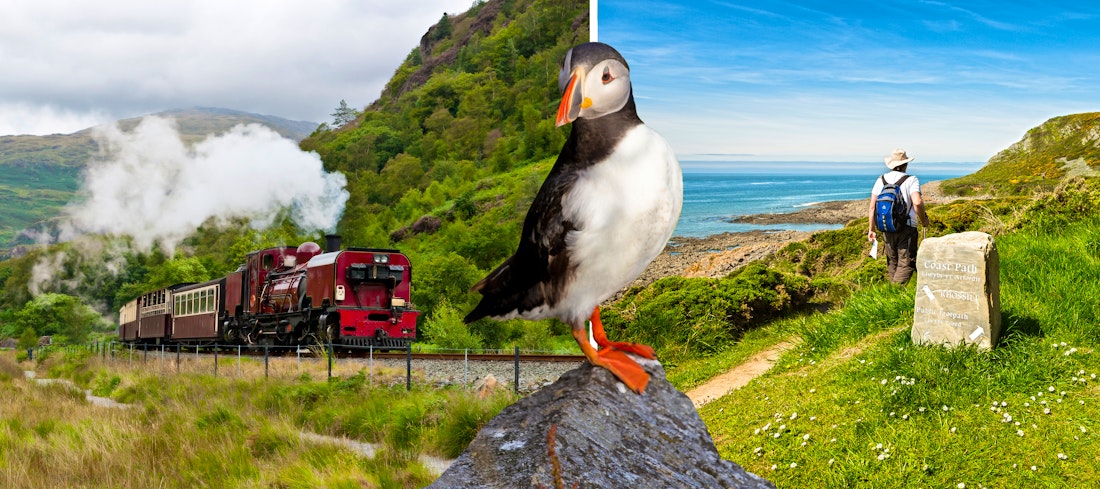 Ffestiniog Railway und Papageientaucher in Wales – © peresanz - Fotolia / Crown copyright (2012) Visit Wales
