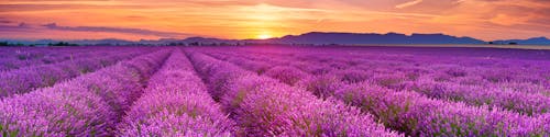 Lavendelfelder in der Provence &ndash; &copy; sara_winter - stock.adobe.com