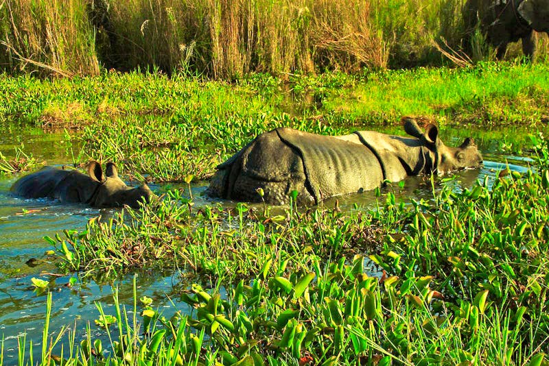 Nashörner im Chitwan Nationalpark in Nepal - ©Denise Hartmann - Eberhardt TRAVEL